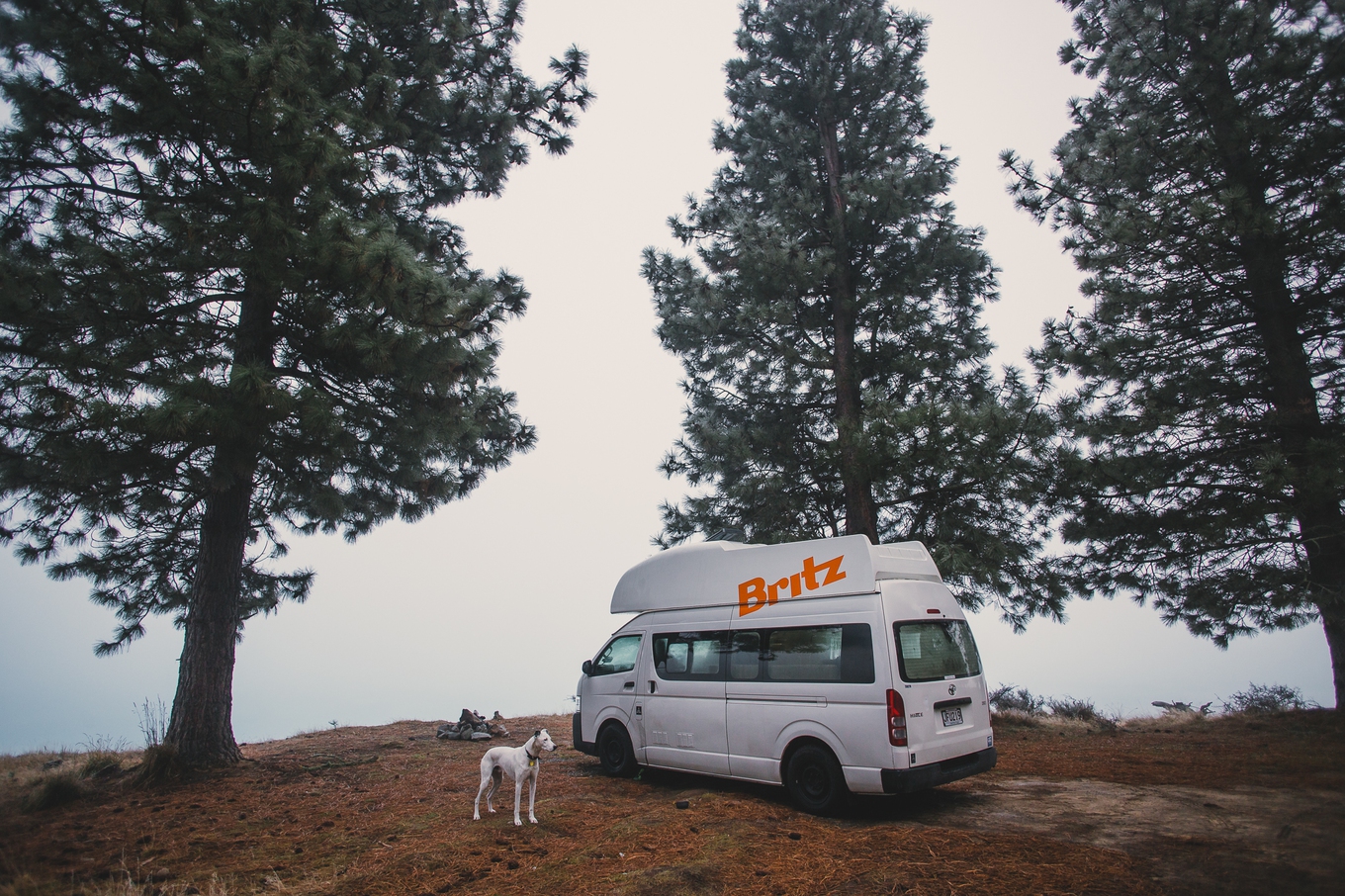 It's not a road trip without Fritz! A dog stands outside a campervan on a road trip