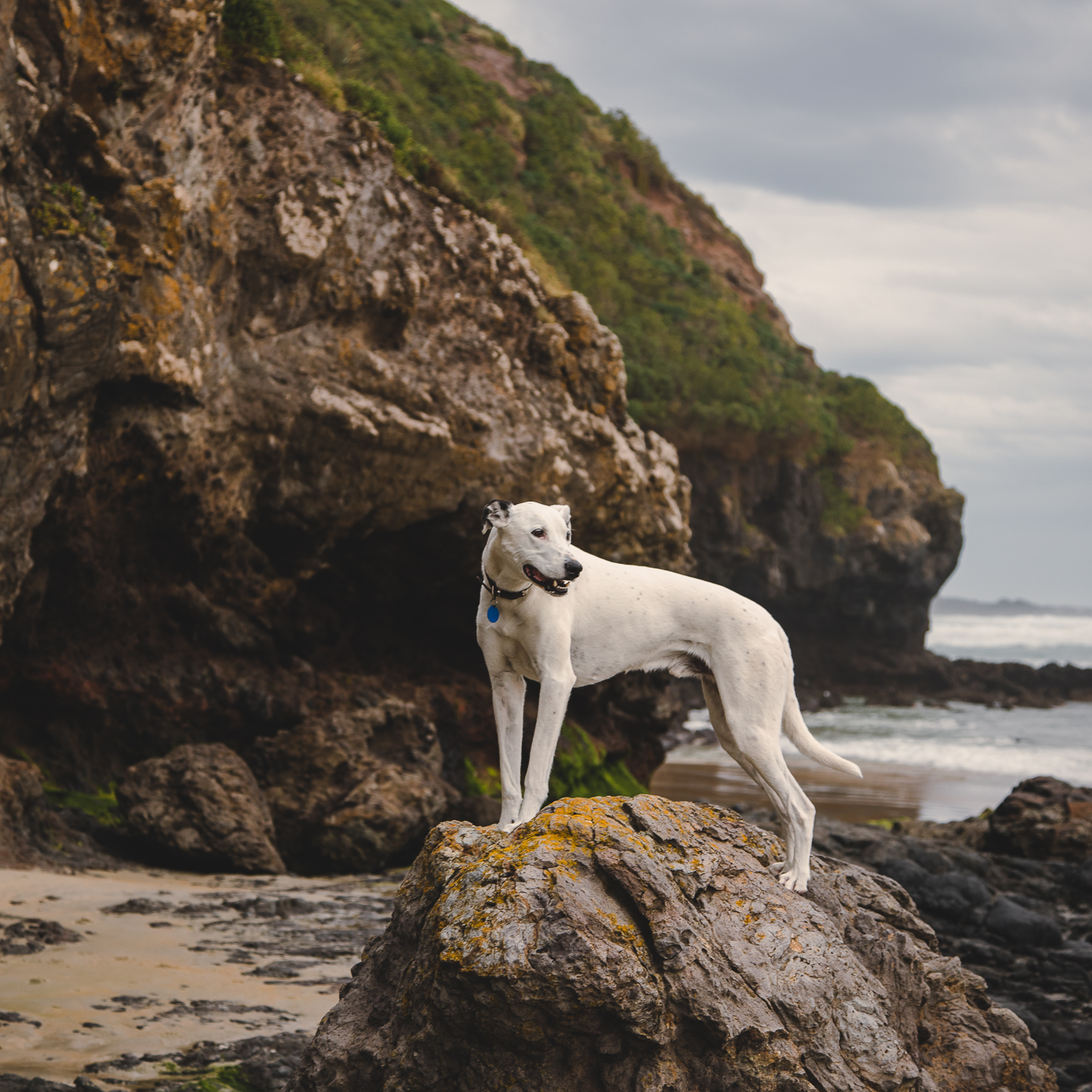 Fritz the greyhound at the beach Fritz the greyhound on a beach walk