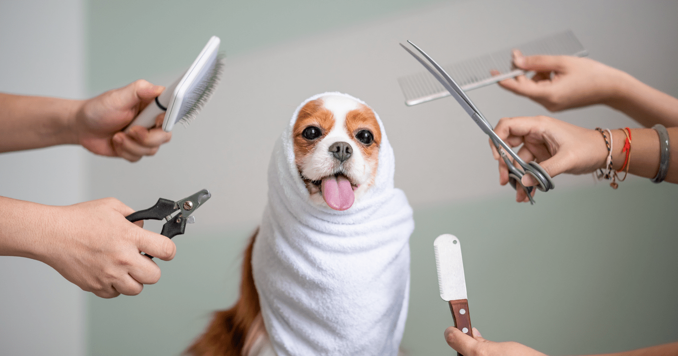The business shutting down on your first day on the job? That's ruff. A photo of a dog at a salon